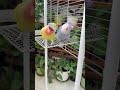 Parrots 🦜 #birds #birdsvideo #petvideos #parrot #pets