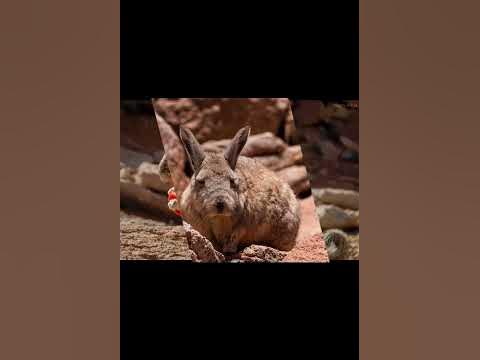 Горная вискаша - YouTube