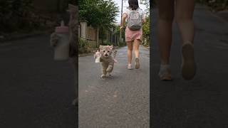 cat new ai clip cat new real video cat feeding video cat blogger cat veloger cat watch cat #kittytv