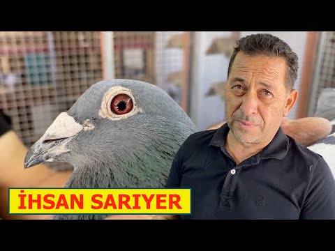 Şampiyon Posta Güvercinleri İhsan Sarıyer Manisa