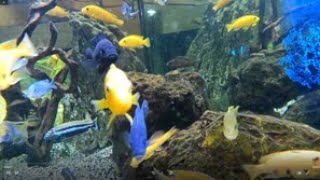 Assorted Malawi Cichlids