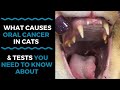 What Causes Oral Cancer in Cats And What Tests You Need to Know About: VLOG 125