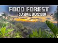 Food forest seasonal succession weed feed seed inoculate  succeed