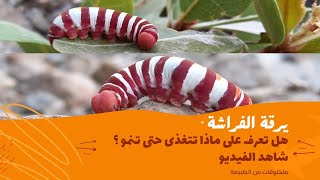 يرقة الفراشة | هل تعرف على ماذا تتغذى اليرقات حتى تنمو وتتحول الى فراشة؟ | Butterfly larvae