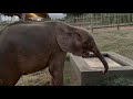 A Day in the Life of Khanyisa ~ Part 7 | Goodnight little elephant, Khanyisa & Lammie