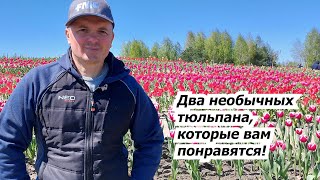 Два Особенных Вида Тюльпанов, Которые Будем Высаживать Этой Осенью.