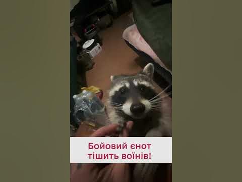 😍 Єнот-ненажера розважає воїнів ЗСУ! Кумедне відео від віськових - YouTube