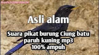 Suara pikat burung ciung batu paruh kuning 100% asli alam mp3