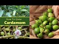 How to grow cardamom from seed | How to grow cardamom plant | How to grow eliche at home