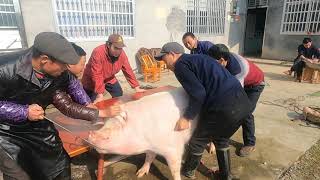 Pig Slaughter - 430 kilograms of fat pigs are solved instantly