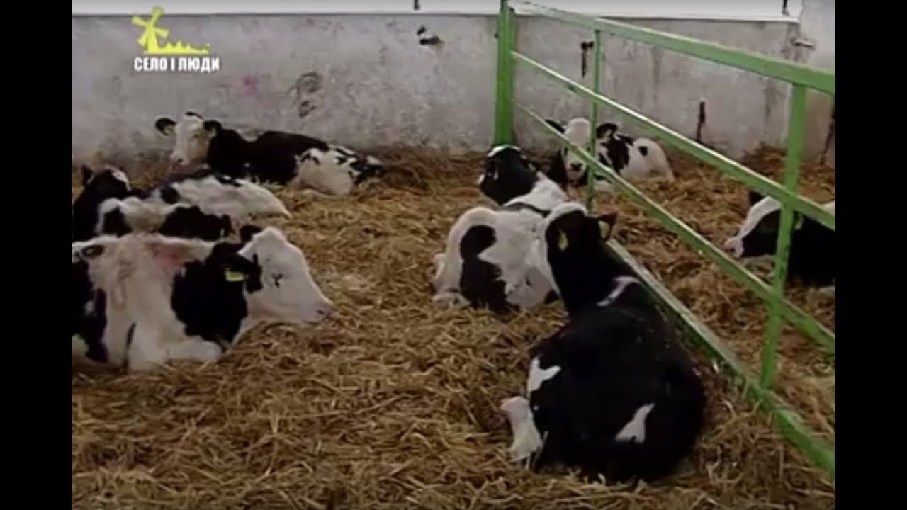 Село і люди. День працівника сільського господарства у СТОВ 