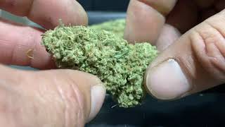 LOOKING AT BUDS FROM HARVEST! 😅🫣😝