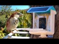 Bird Watching Made Easy with YBLOC&#39;s Smart Bird Feeder and AI Camera