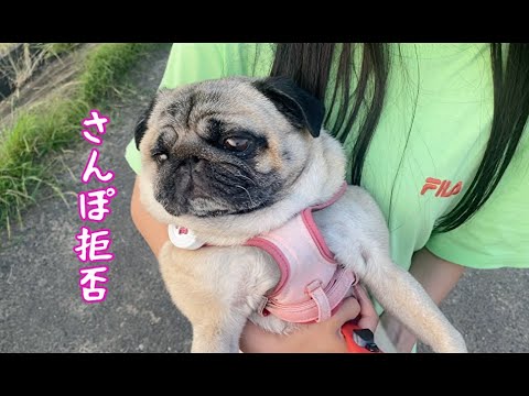 暑い時のさんぽは拒否るパグ犬ぷぅPug