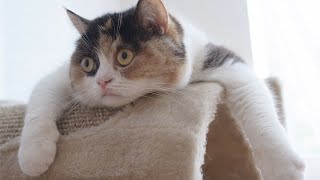 Funny Cats Compilation   You will LAUGH SO HARD