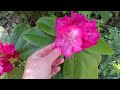 RODODENDRONY rozkwitają URATOWANE po zimie