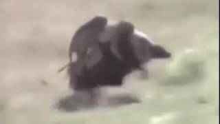 Monkey Riding A Pig Fast Biker Superbike 1