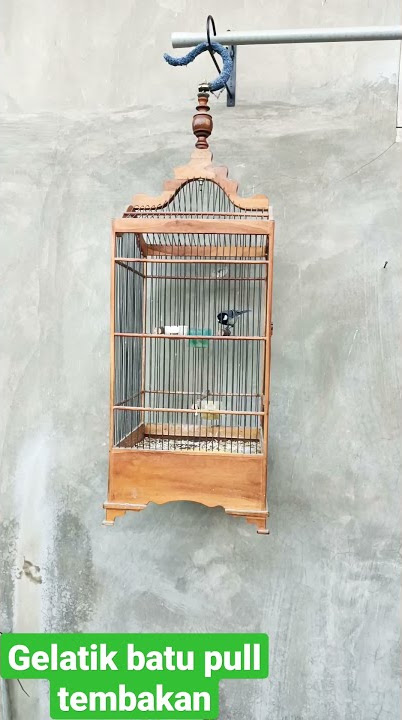 gelatik batu mana yg gak yaut denger suara glatik yg satu ini