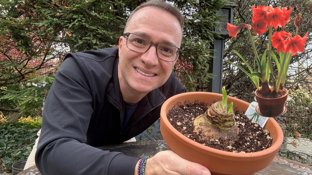 Plant an Amaryllis Bulb & Keep It For Years!