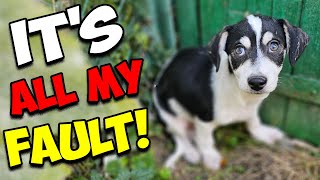 Stray Puppy Couldn't Believe Someone Cared For Him by Paw Squadron 101,207 views 5 months ago 25 minutes