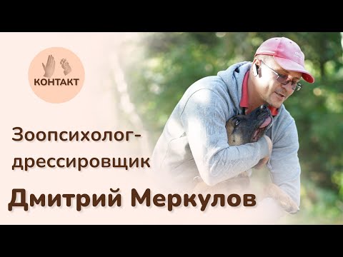 Как посадить собаку в машину. Дмитрий Меркулов