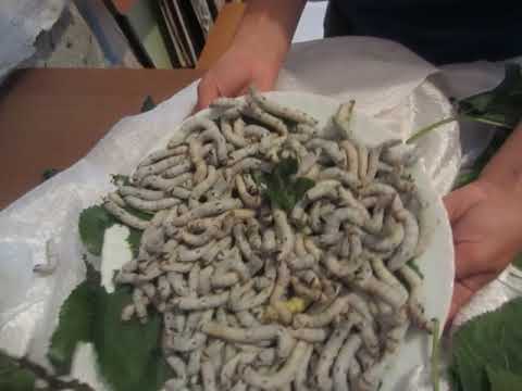 აბრეშუმის საჭიეს მაგიდების დასუფთავება ბათუმი მე – 8 საჯარო სკოლა მ.წივწივაძე