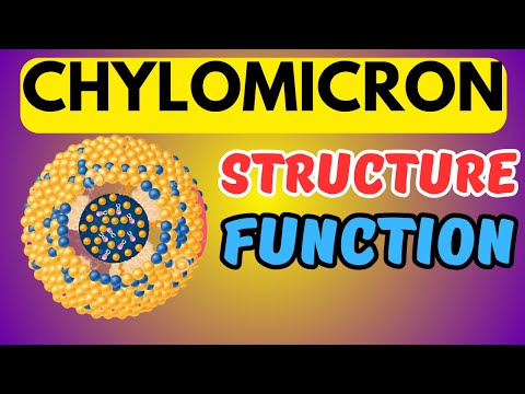 Chylomicrons ਕੀ ਹਨ? ਬਣਤਰ ਅਤੇ ਫੰਕਸ਼ਨ?