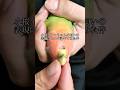 コザクラインコちゃんの匂いの表現について調べてみた件　Smell of Rosy Lovebird
