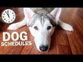 How Much You SHOULD Be Feeding, Walking, And Cleaning Your Siberian Husky!