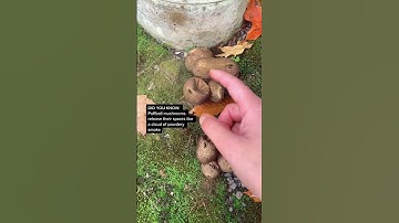 Puff Ball Mushrooms! #shorts