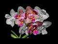 New arrivals  guna orchids  buy  best quality orchid plants online