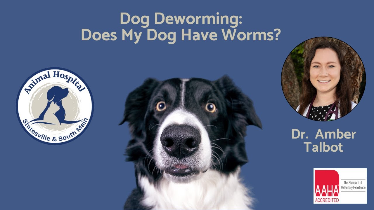 Dog Deworming   Does my Dog Have Worms?
