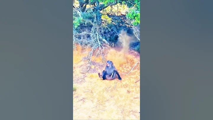 baboon hunt so beautiful shot#baboon#harehunting #hunting #hunthowdown #deerhunting
