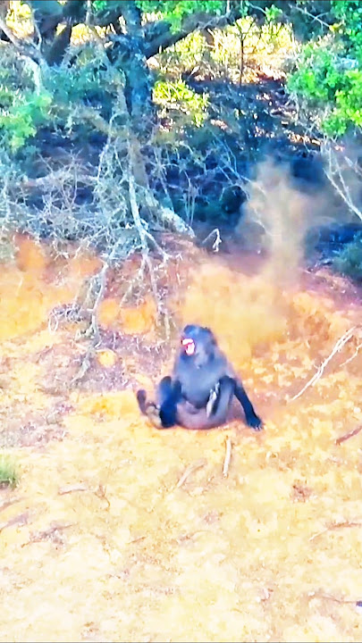 baboon hunt so beautiful shot#baboon#harehunting #hunting #hunthowdown #deerhunting