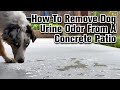 How to Eliminate Dog Urine Odor from Concrete: Easy & Effective Tips