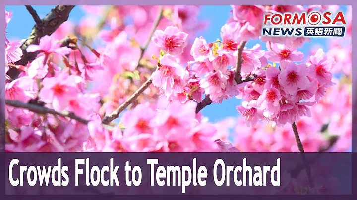 Tianyuan Temple’s cherry blossoms draw crowds despite pandemic