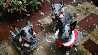 Oh The Howlidays 2023 by The Heeler Mama 953 views 4 months ago 17 minutes