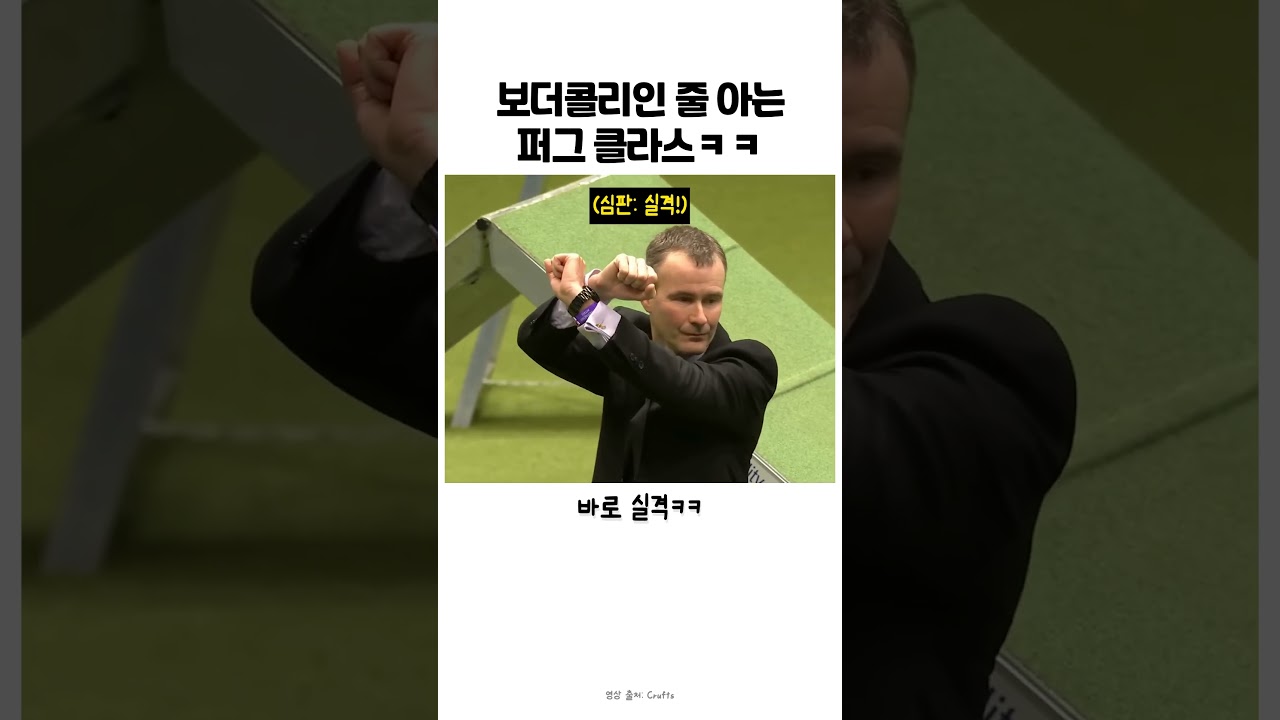 퍼그가 어질리티 대회에 나가면 생기는일 #강아지 #반려견 #어질리티