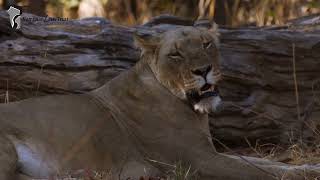 About The Namibian Lion Trust