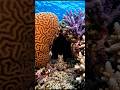 The Octopus Escape Nobody Believed 🐙🤯