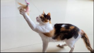 Cute Angle Playing With Stick🦯😜😻 | Angle Leo by Angle Leo 741 views 2 months ago 25 seconds