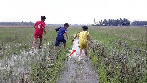 Bắt cá lên ruộng sau cơn mưa và rượt con này | Catch perch,... on the field