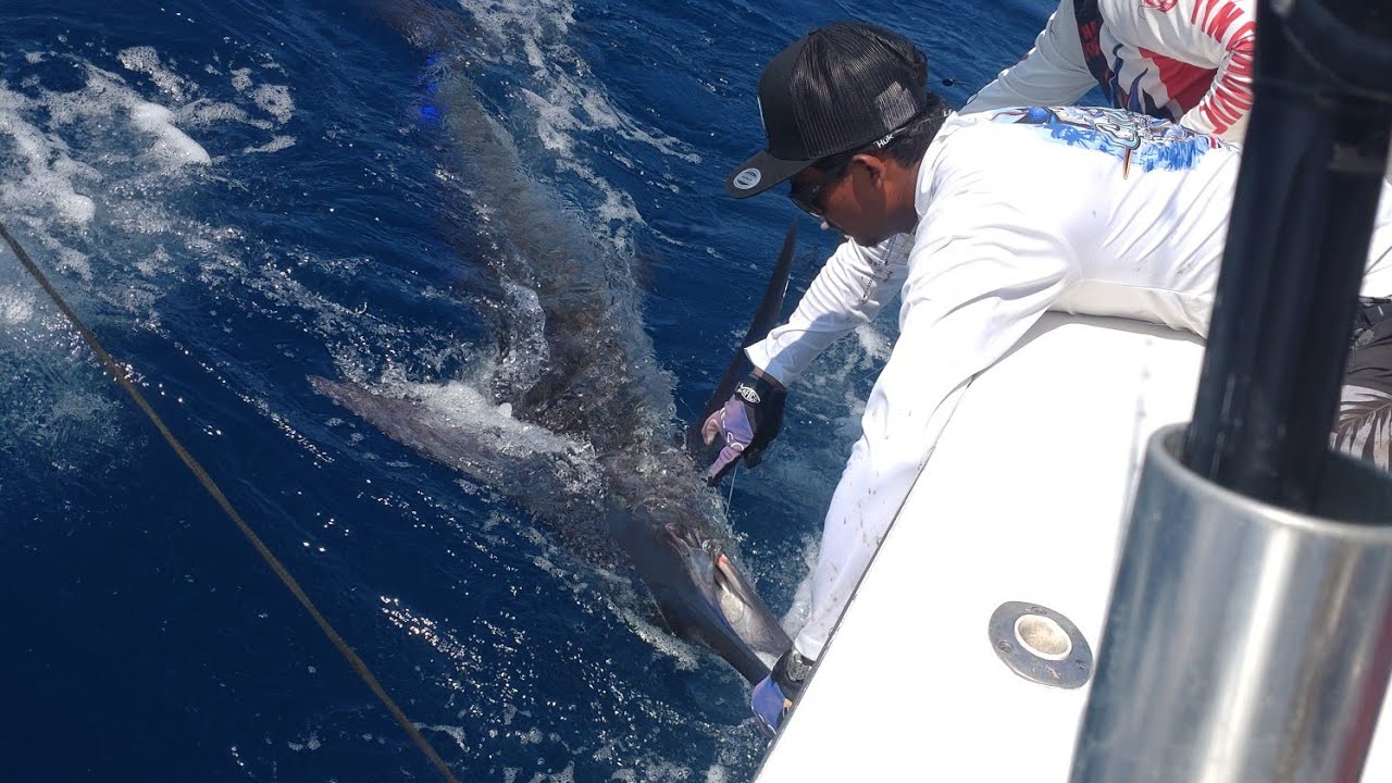 107 Inch Blue Marlin, Caribsea Fishing Charters, Marina Pez Vela