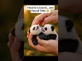 STOP. This is NOT supposed to be here.#ReelsIndia #InstaReels #ViralVideo #TrendingReels #shorts