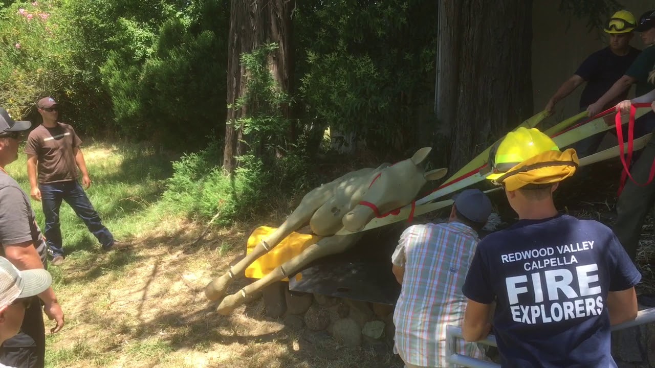 June 2019 Large Animal Rescue Training