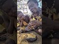 #africa #food #wildlife #funny #animals #comedy #eating #colonelkkjϟ #eat #documentary