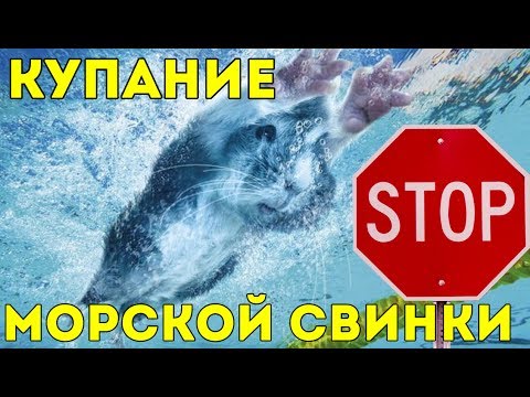 КУПАНИЕ МОРСКОЙ СВИНКИ: БЫТЬ ИЛИ НЕ БЫТЬ? / SvinkiShow