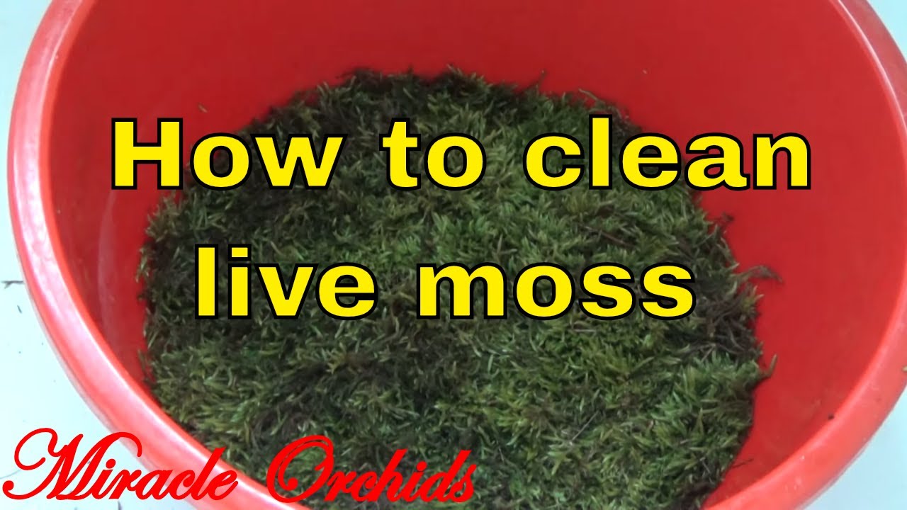 Watch Me How I Clean The Live Moss From The Forest To Use It With My Orchids