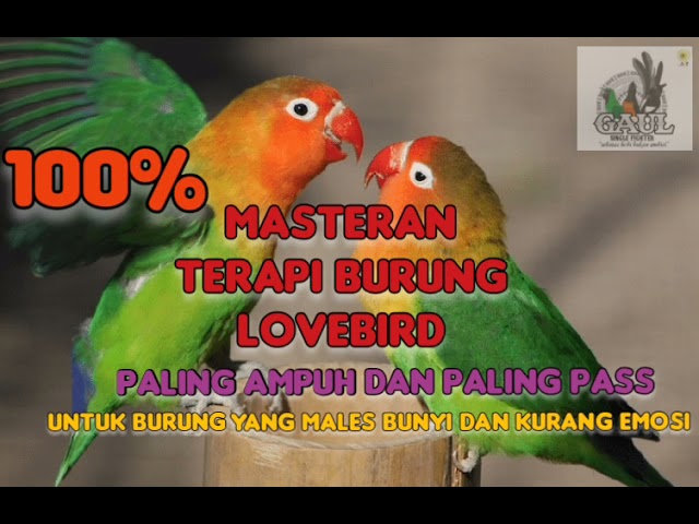 Masteran BURUNG LOVEBIRD paling AMPUH class=