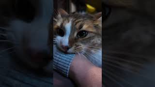 Разборка в Бронксе.😄🐯 Кот Плюх.